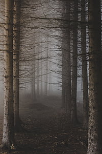 trees, branches, plant, s, nature, foggy, plant,s nature