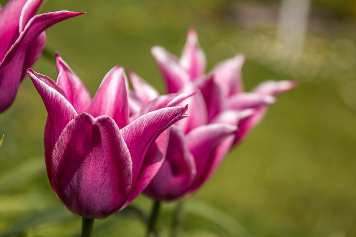 Tulipani, macro, Blossom, Bloom, natura, primavera, chiudere