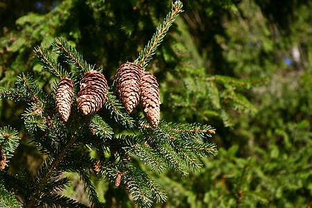 spruce, pine cones, tree, conifer, tap, common spruce, green