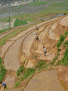 rizs, a mező, ázsiai, Vietnam, táj, mezőgazdaság, terasz