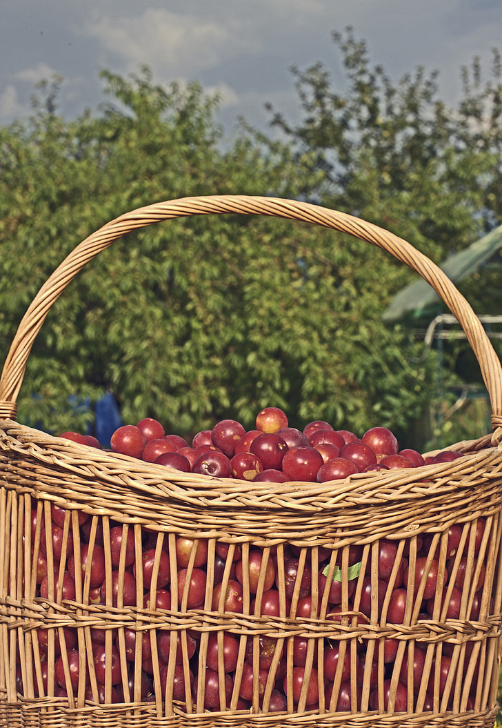 cesta, ciruelo, Frisch, cesta de frutas, naturaleza, delicioso, comer