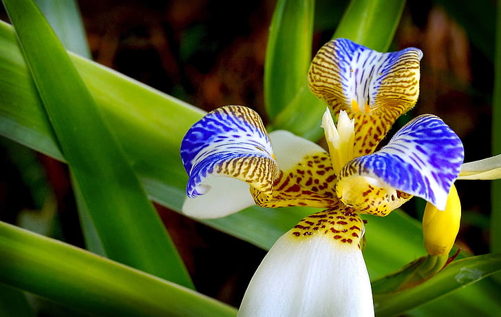 Orchid, lill, Aed, eksootiliste taimede, loodus, taim, Suurendus: