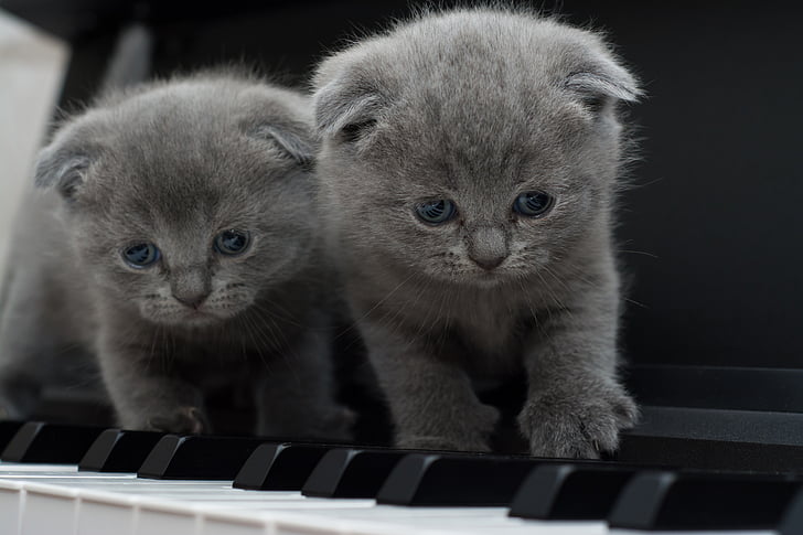 kedi, Kediler, Kitty, piyano, Kameraya bakarak, yerli kedi, hayvan