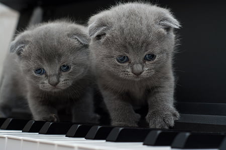 kat, katten, Kitty, piano, kijken naar camera, binnenlandse kat, dier