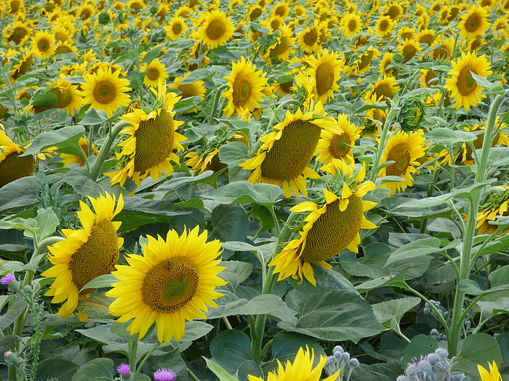 sunflower, flower, yellow, the sun, plant, nature, summer