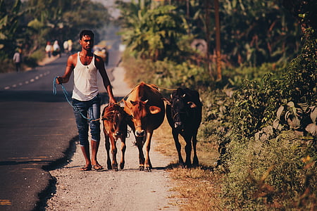 cow, village, rural, india, development, work, hard