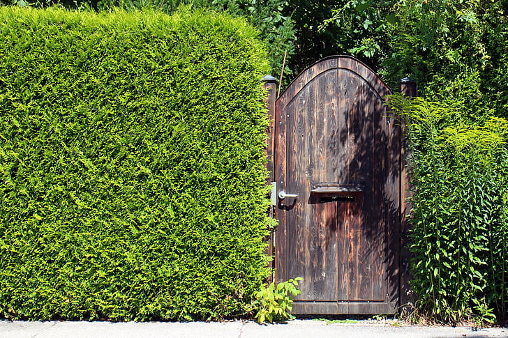 Vision skydd hedge, sekretess, Hedge, dörr, ingång, grinden, mål
