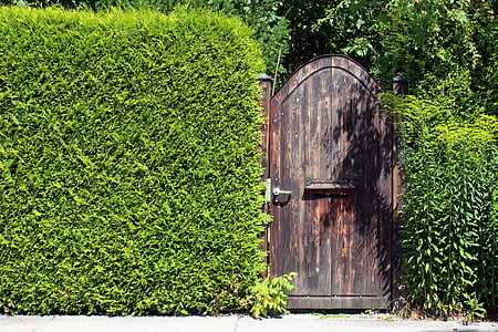 vision protection hedge, privacy, hedge, door, input, garden gate, goal