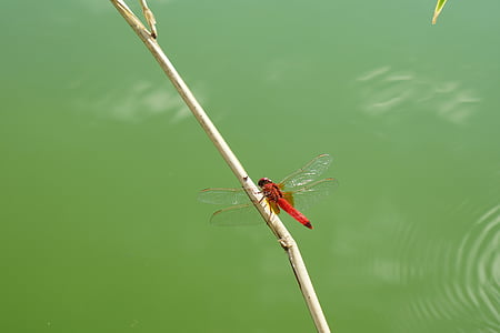 Красная стрекоза, насекомое, фотоохота