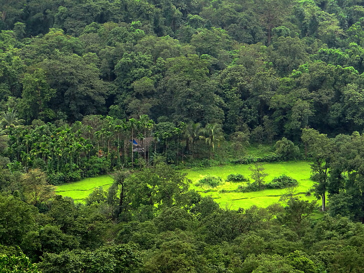 forests, valley, nature, mountains, scenic, western ghats, sahyadri