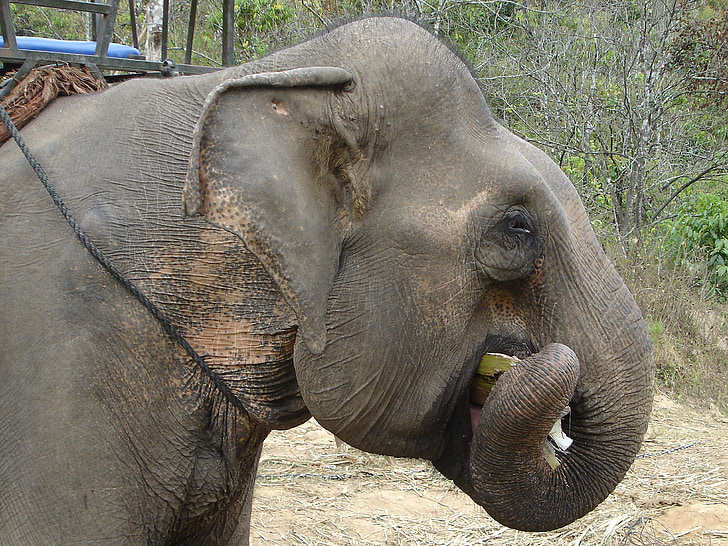 olifant, Cambodja, dier, grijs, zoogdier