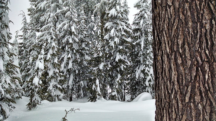 sne, skov, træer, fyrretræ, vinter, sæson, natur