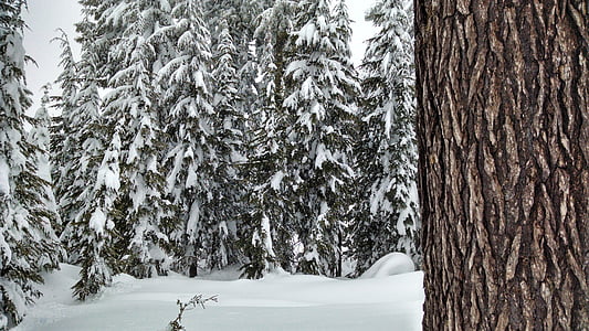 sníh, Les, stromy, borovice, Zimní, sezóny, Příroda