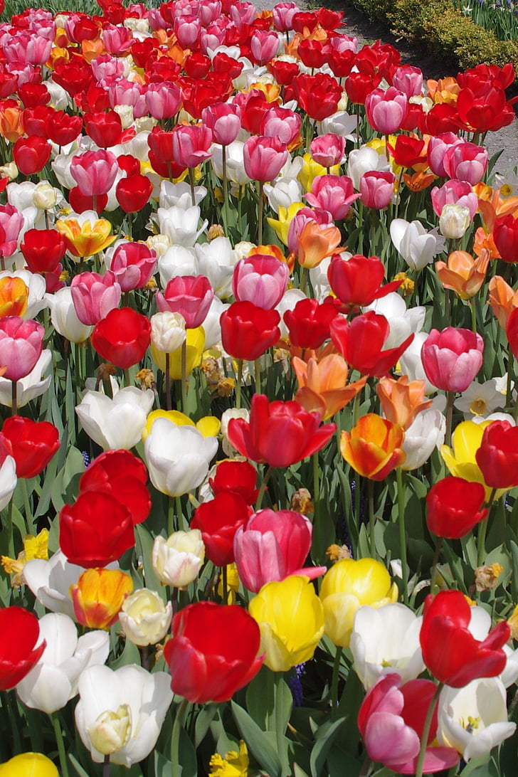 Тюльпани, барвисті квіти, Тюльпан море, Весна, барвистий, Tulip, Природа