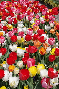 tulpes, krāsains ziedi, tulpju jūras, Pavasaris, krāsains, tulpe, daba