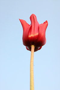Tulip, makro, magt, blomst, blomstermotiver, forår, plante