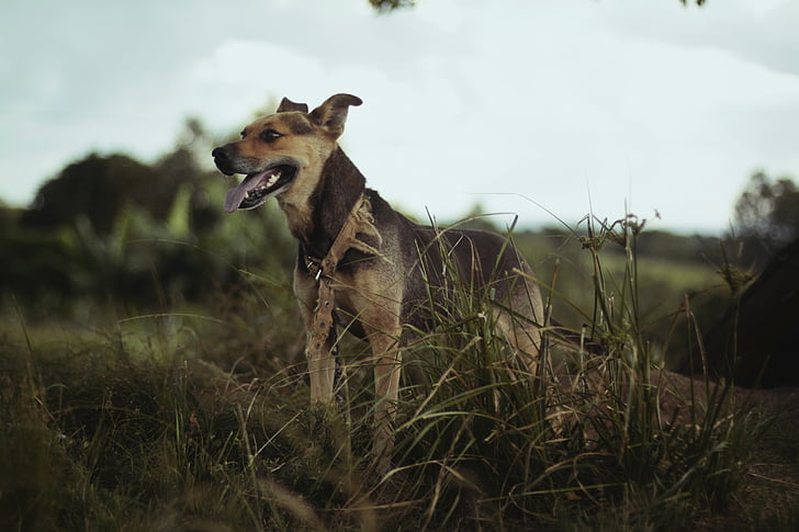 animal, cute, dog, grass, pet, nature, mammal