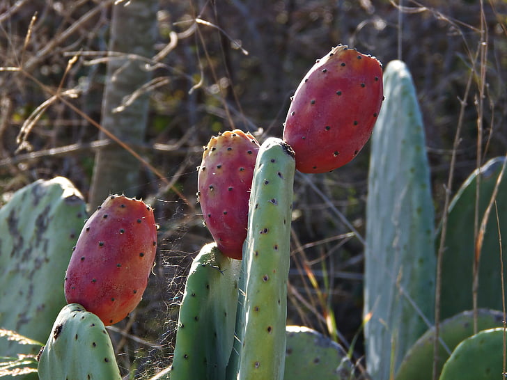 figs, red, food, fruit, prickly pear cactus, prickly pear, cactus