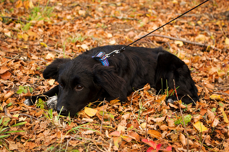 puppy, black, sadness, autumn