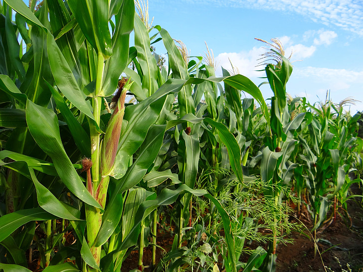 kukurica, plodín, kukurica, pestovanie, poľnohospodárstvo, farma, pole