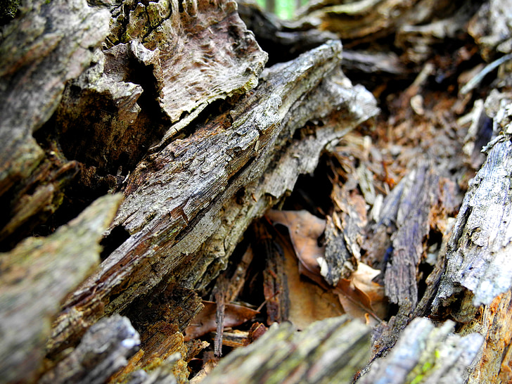 kayu, lama, mati, pohon, kayu tua