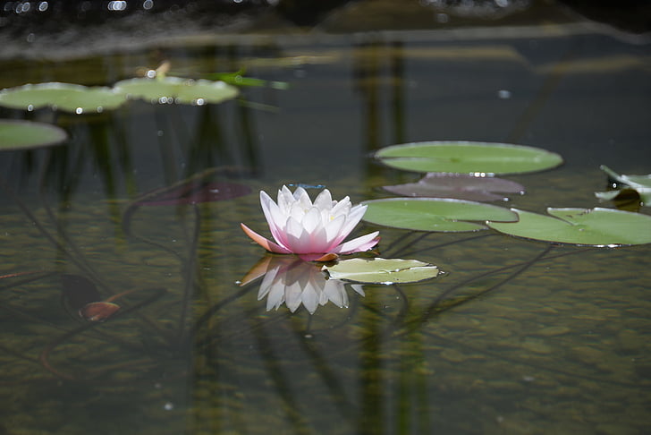 미러링, 정원 연못, 꽃, 블 룸, nuphar lutea의, 수련, 연못