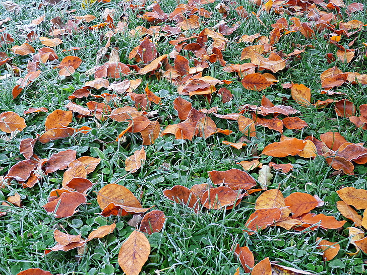 listoví, podzim, žluté listy, Příroda, zlatý podzim, Les, strom