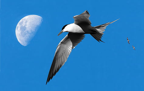 moon, birds, seagull, sky, ceu, light, day