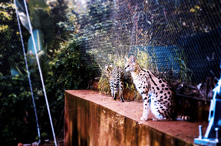 zoo, morocco, animals