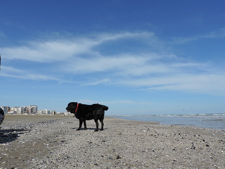 собака, Лабрадор, море, пляж