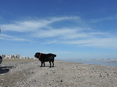 pes, Labrador, morje, Beach