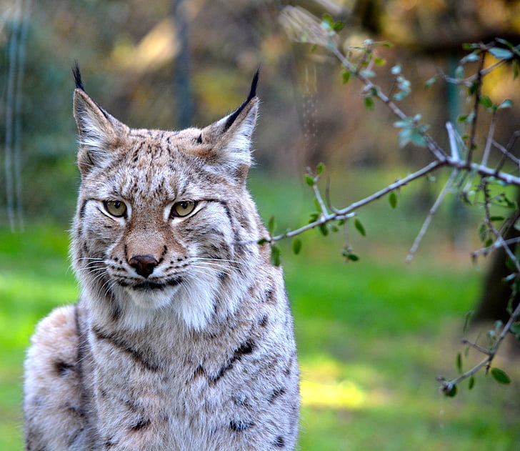 Lynx, animal, Zoo, nature, Felines, carnivore, faune