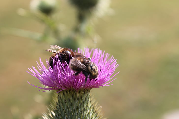 thistle, bees, thistle flower
