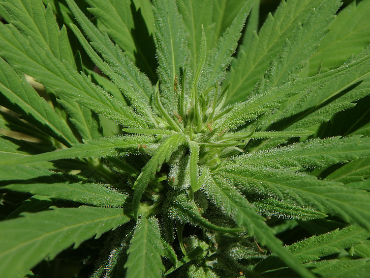 cannabis, blomst, marihuana, bud