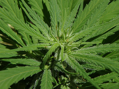Kannabis, kukka, marihuana, Bud