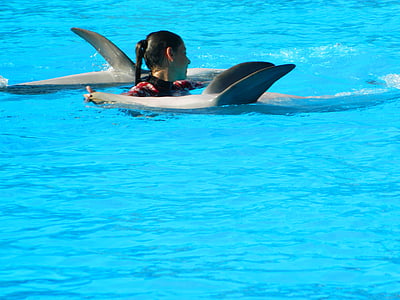djur, Dolphin, Marina däggdjur, Zoo, delfinariet