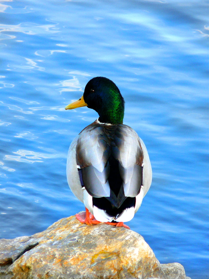duck, water bird, water, stone