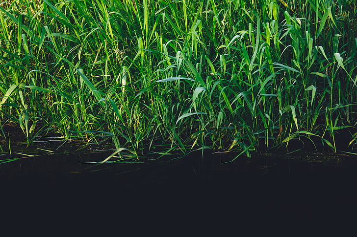 green, tall, grasses, water, daytime, plants, reeds