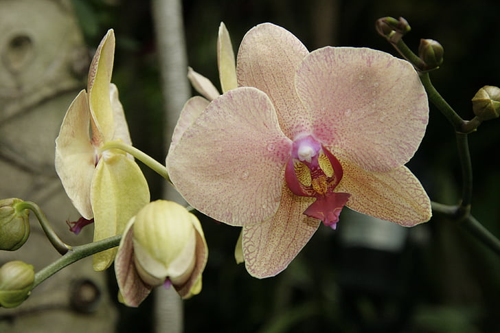orchidea, botanikus kert, természet, növény, Flóra, kert, virág