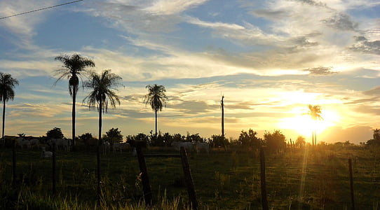 matahari terbenam, pohon palem, Paraguay, pemandangan, alam, musim panas, matahari