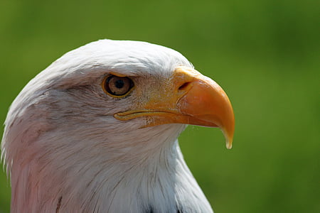 Adler, Águia de cauda branca, Branco, águia-careca, olhos, retrato, águia careca