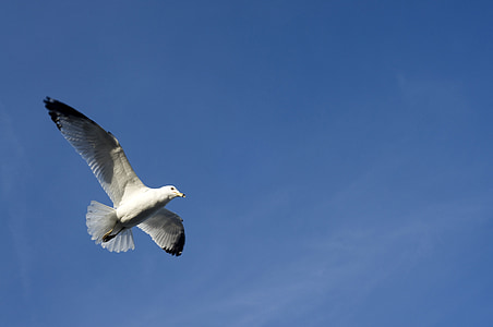 seagull, flying, nature, wildlife, blue, sky, fly