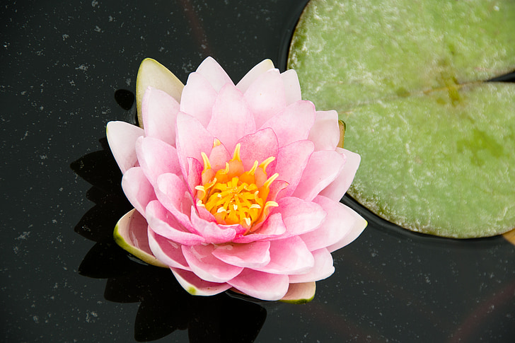 agua, Lotus, planta acuática, naturaleza, estanque, Nuphar lutea, de cuentas
