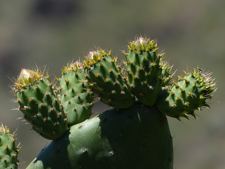 kaktus, pichľavé, vlečka, platykladie, excesy, filziger opuncia, opuncia