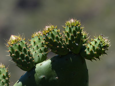 Cactus, piquant, épi, platykladie, excès, filziger figue de barbarie, figue de barbarie