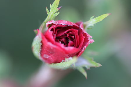 Red, a crescut, gradina, trandafir rosu, floare, macro, natura