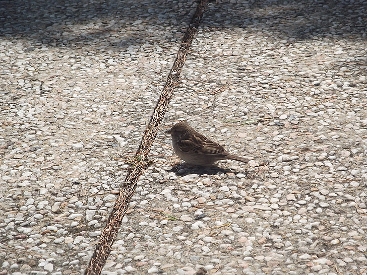 Portugal, Birdie, Parc
