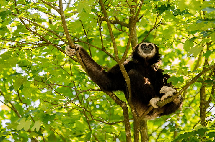 Gibbon, belo-handed gibbon, primatov, opica, drevo, sit, kliknite