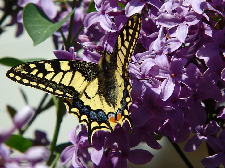 papillon, queue d’aronde, printemps, insecte, lilas