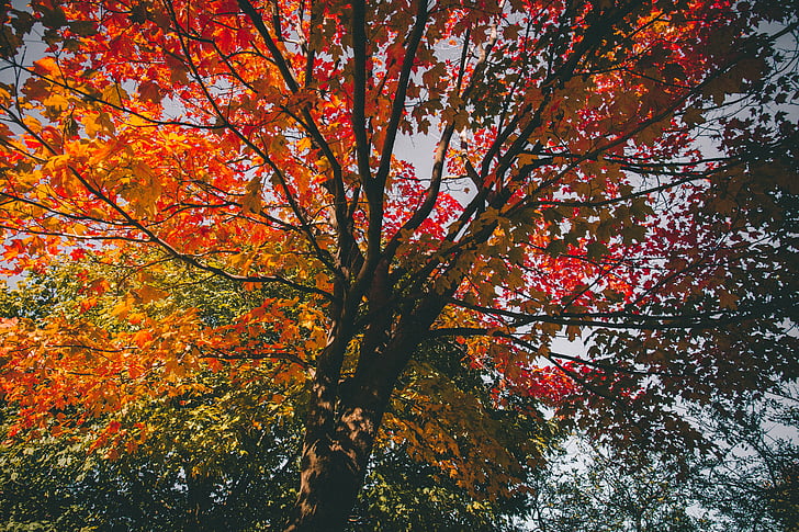 rudens, rudens lapas, filiāle, gaiša, krāsa, vasaras, vide